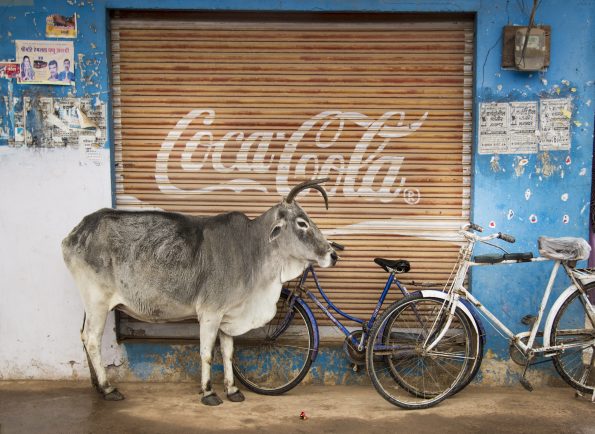 Cow and coke, india