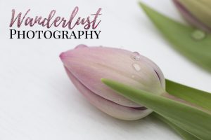 Light pink tulip on a wooden background