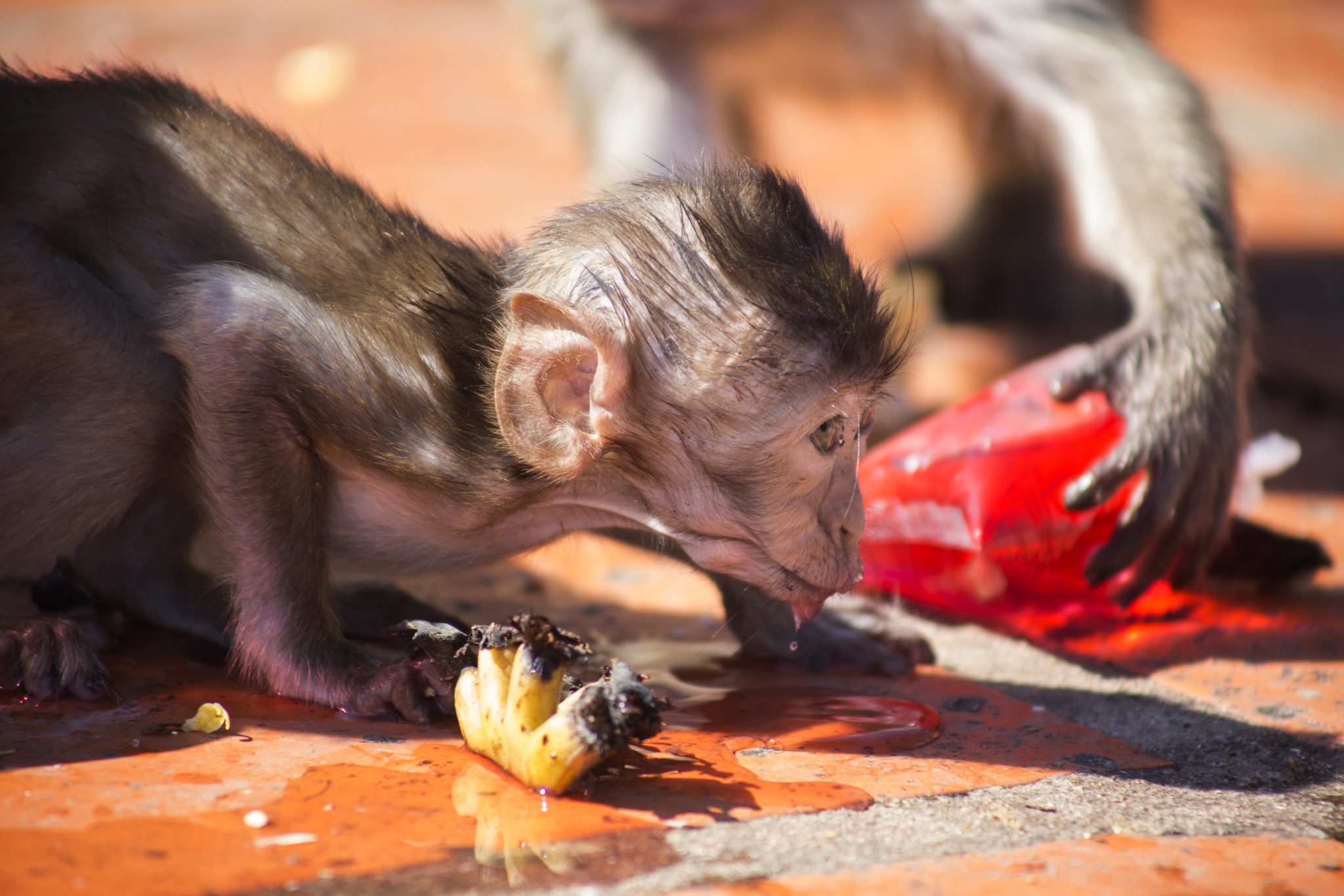 crab eating macaque