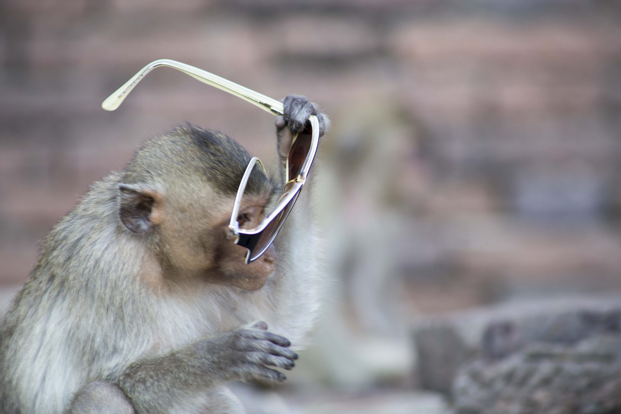 Thailand’s Monkey Temple…and my favourite sunglasses